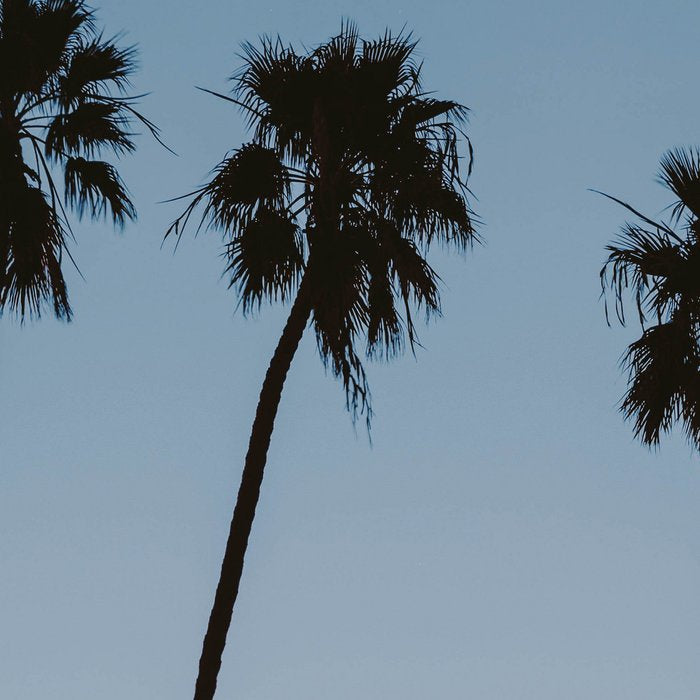 three palm trees iv / santa barbara, california Coffee Mug Gallery Image 2