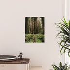 Redwood Trail Poster Gallery Image 2
