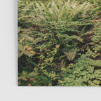 Redwood Trail Poster Gallery Image 3