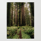 Redwood Trail Poster Gallery Image 4