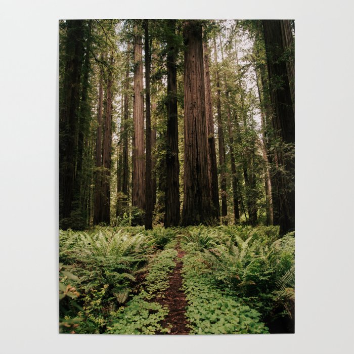 Redwood Trail Poster Gallery Image 4