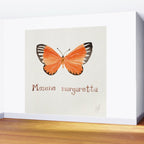 Butterfly - Mesene margaretta Wall Mural Gallery Image 2