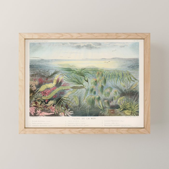 Sea flora from "Le Monde de la Mer," 1866 (benefitting The Nature Conservancy) Mini Art Print Gallery Image 1