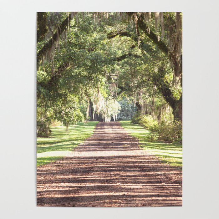 Louisiana Landscape Spanish Moss and Live Oaks Poster Gallery Image 4