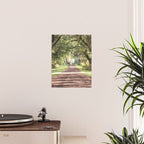 Louisiana Landscape Spanish Moss and Live Oaks Poster Gallery Image 2