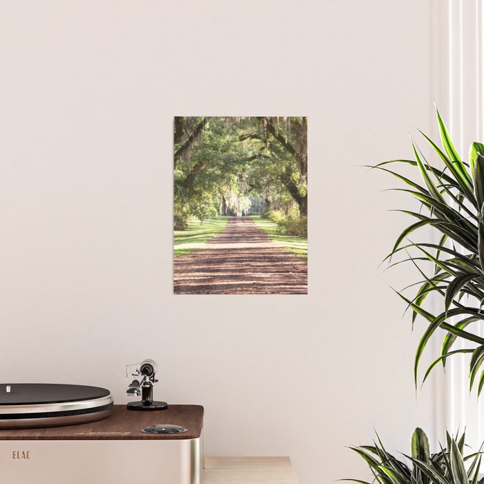 Louisiana Landscape Spanish Moss and Live Oaks Poster Gallery Image 2