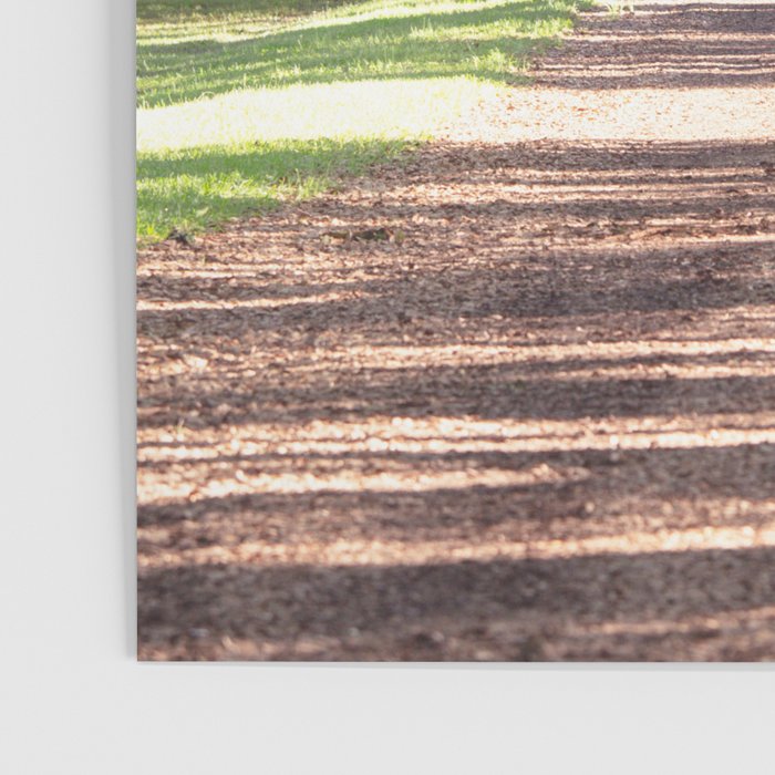 Louisiana Landscape Spanish Moss and Live Oaks Poster Gallery Image 3