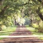 Louisiana Landscape Spanish Moss and Live Oaks Coffee Mug Gallery Image 2