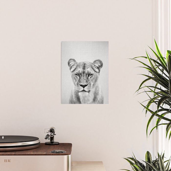 Lioness - Black & White Poster Gallery Image 2