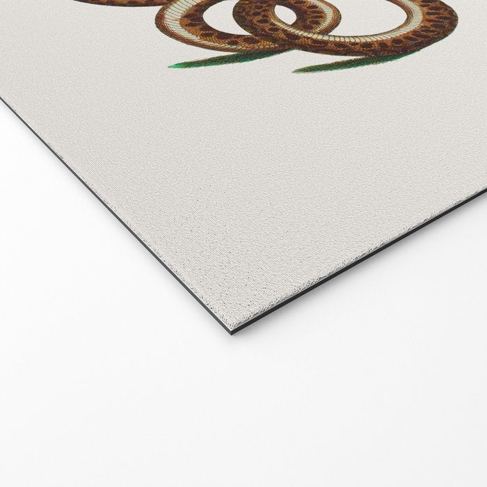 Albertus Seba Coiled Big Blue  Welcome Mat Gallery Image 2