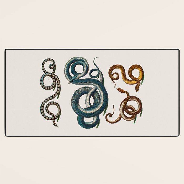 Albertus Seba Coiled Big Blue  Desk Mat Gallery Image 3