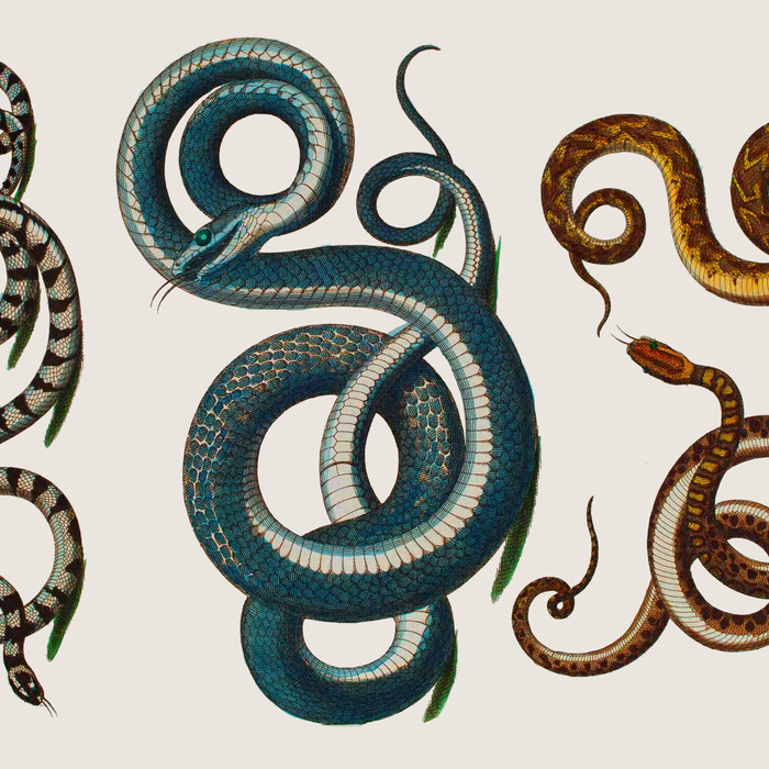 Albertus Seba Coiled Big Blue  Coffee Mug Gallery Image 2