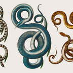 Albertus Seba Coiled Big Blue  Coffee Mug Gallery Image 2
