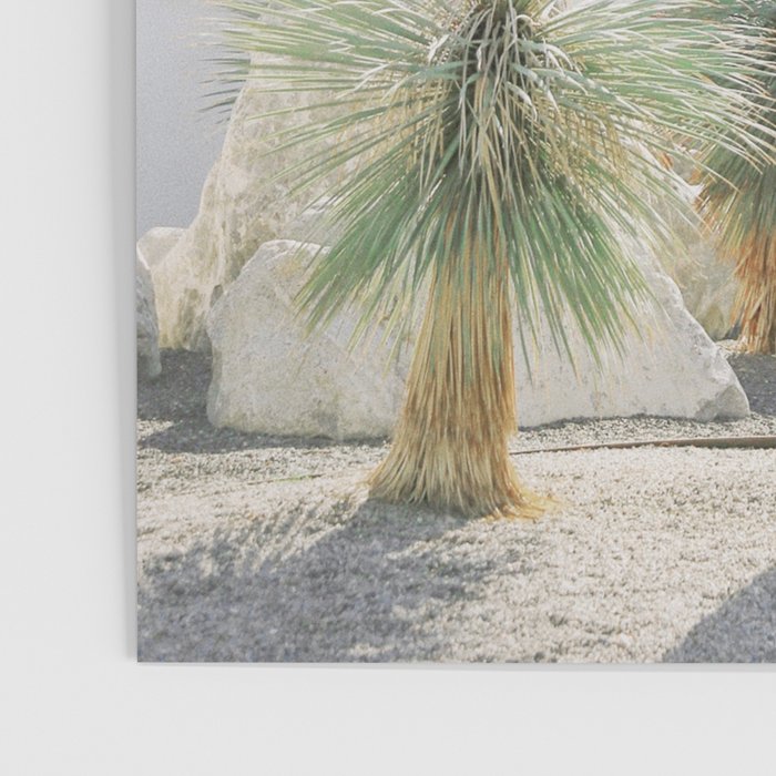 Palm Springs Palms Poster Gallery Image 3