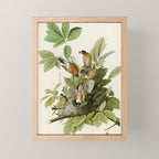 American Robin - John James Audubon Birds of America Mini Art Print Gallery Image 1