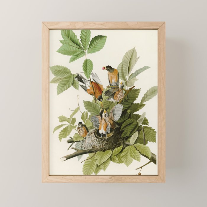 American Robin - John James Audubon Birds of America Mini Art Print Gallery Image 1
