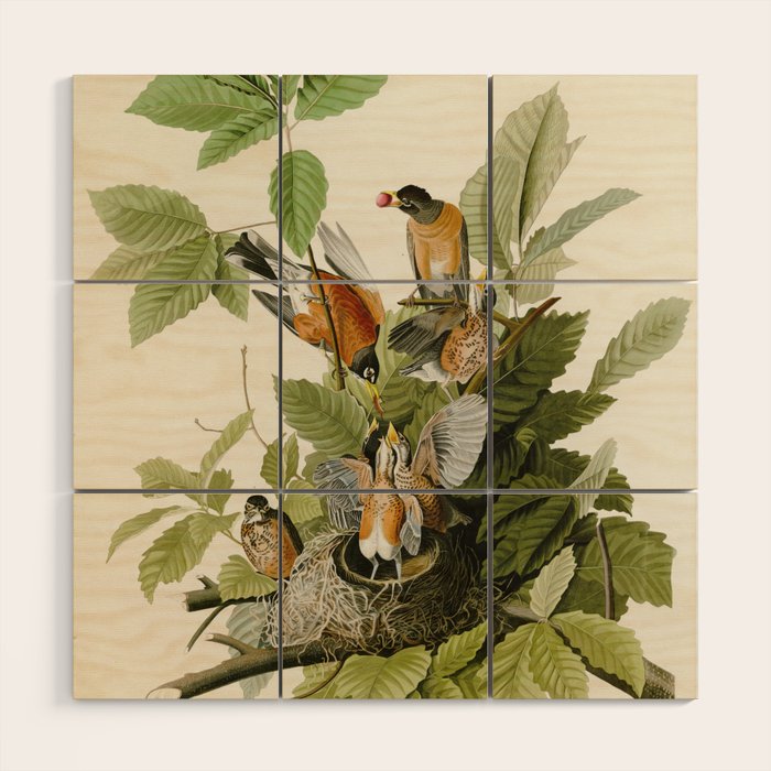 American Robin - John James Audubon Birds of America Wood Wall Art Gallery Image 1