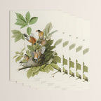 American Robin - John James Audubon Birds of America Wrapping Paper Gallery Image 3