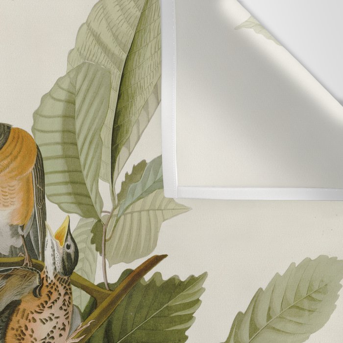 American Robin - John James Audubon Birds of America Wall Tapestry Gallery Image 3