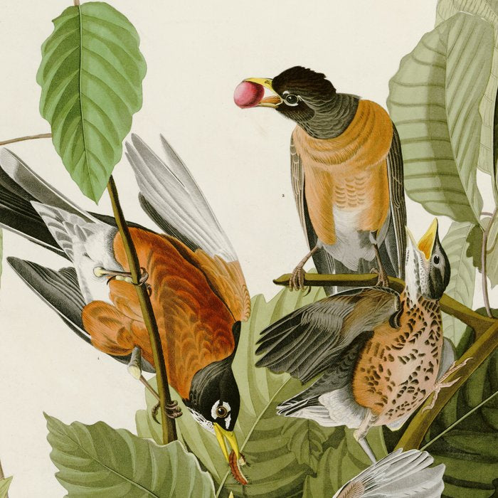 American Robin - John James Audubon Birds of America Coffee Mug Gallery Image 2