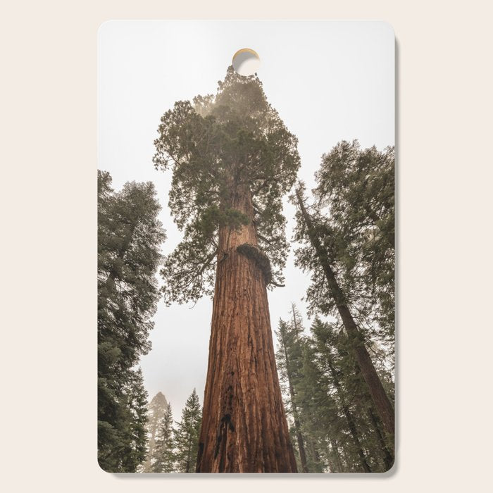 Redwoods National Park Wanderlust Adventure VI Cutting Board Gallery Image 1