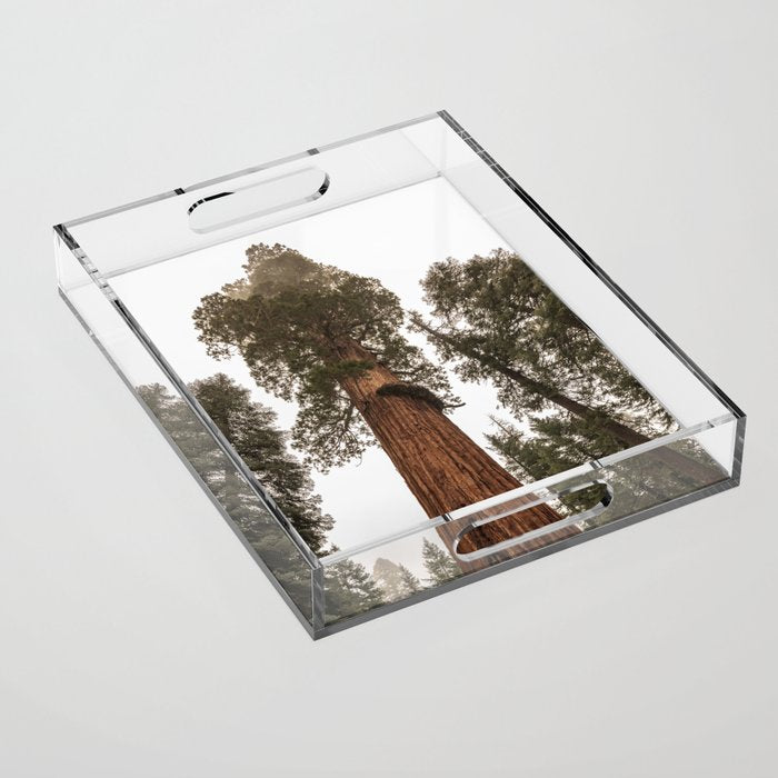 Redwoods National Park Wanderlust Adventure VI Acrylic Tray Gallery Image 1