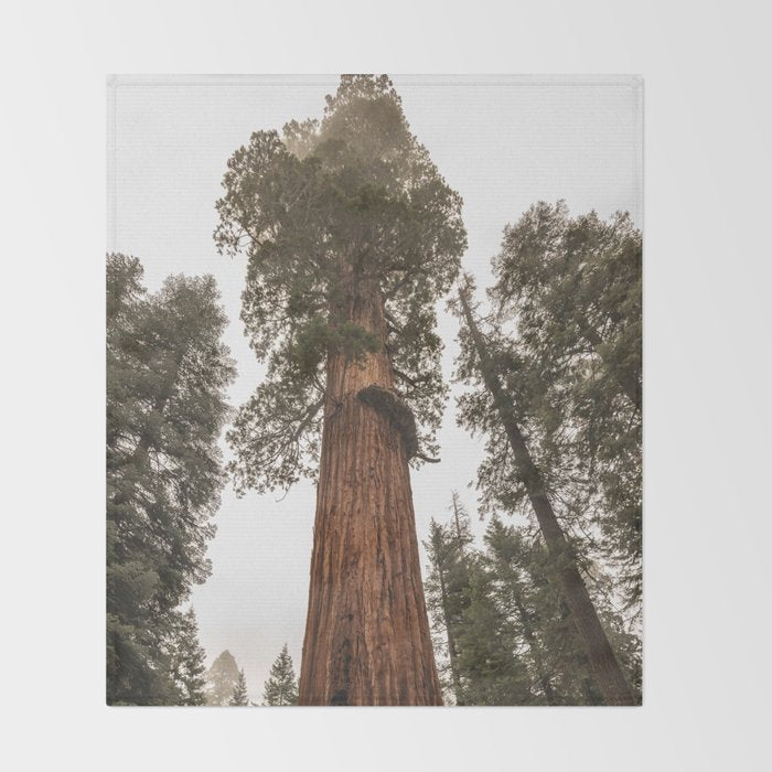 Redwoods National Park Wanderlust Adventure VI Throw Blanket Gallery Image 2