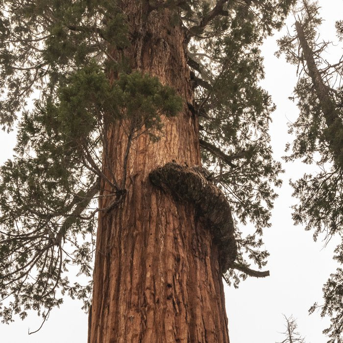 Redwoods National Park Wanderlust Adventure VI Coffee Mug Gallery Image 2