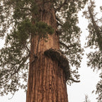 Redwoods National Park Wanderlust Adventure VI Coffee Mug Gallery Image 2