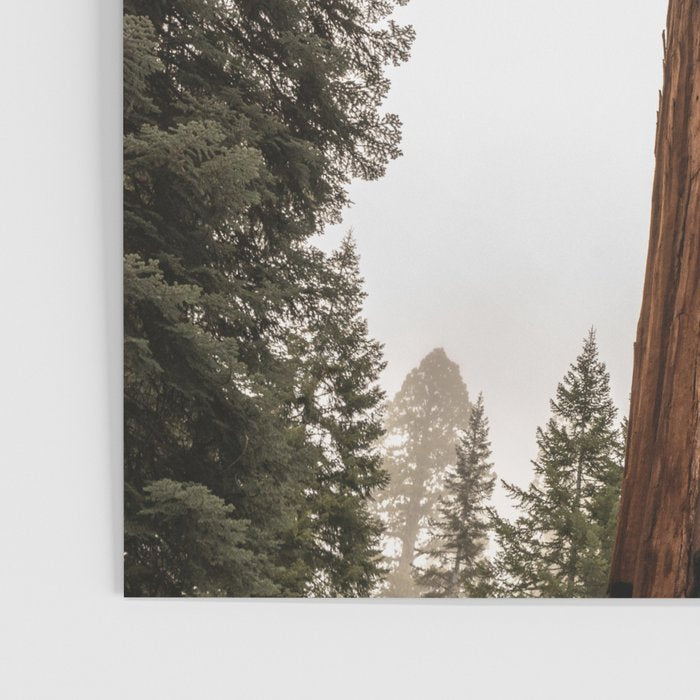 Redwoods National Park Wanderlust Adventure VI Poster Gallery Image 3
