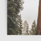 Redwoods National Park Wanderlust Adventure VI Poster Gallery Image 3