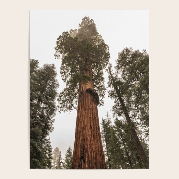 Redwoods National Park Wanderlust Adventure VI Poster Gallery Image 4