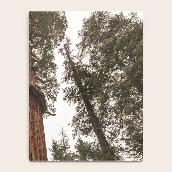 Redwoods National Park Wanderlust Adventure VI Notebook Gallery Image 4