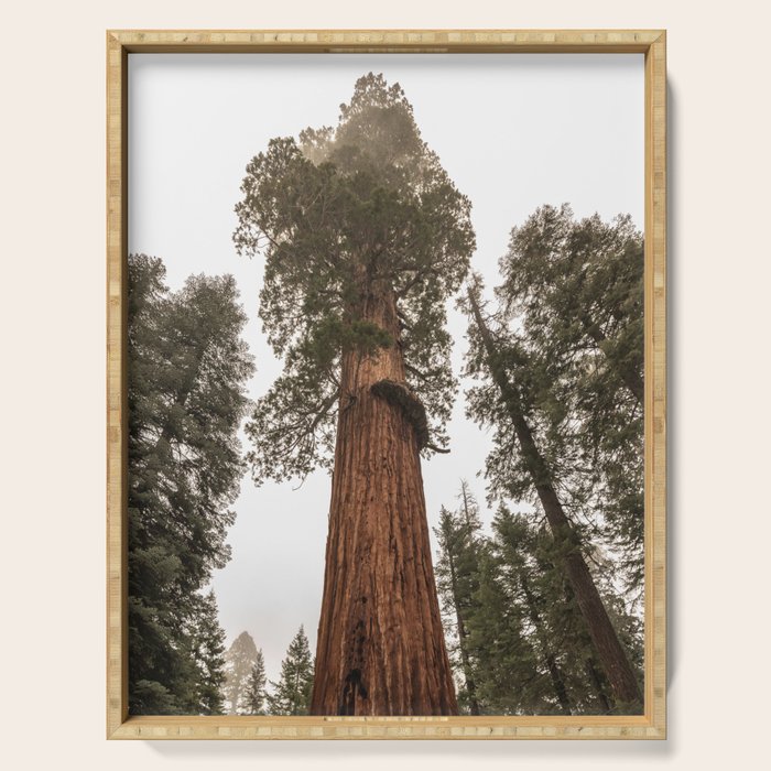 Redwoods National Park Wanderlust Adventure VI Serving Tray Gallery Image 1