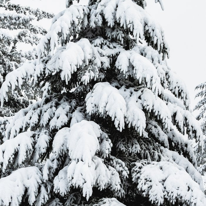 Winter Magic - Snow Covered Fir Trees Pacific Northwest Coffee Mug Gallery Image 2