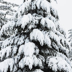 Winter Magic - Snow Covered Fir Trees Pacific Northwest Coffee Mug Gallery Image 2