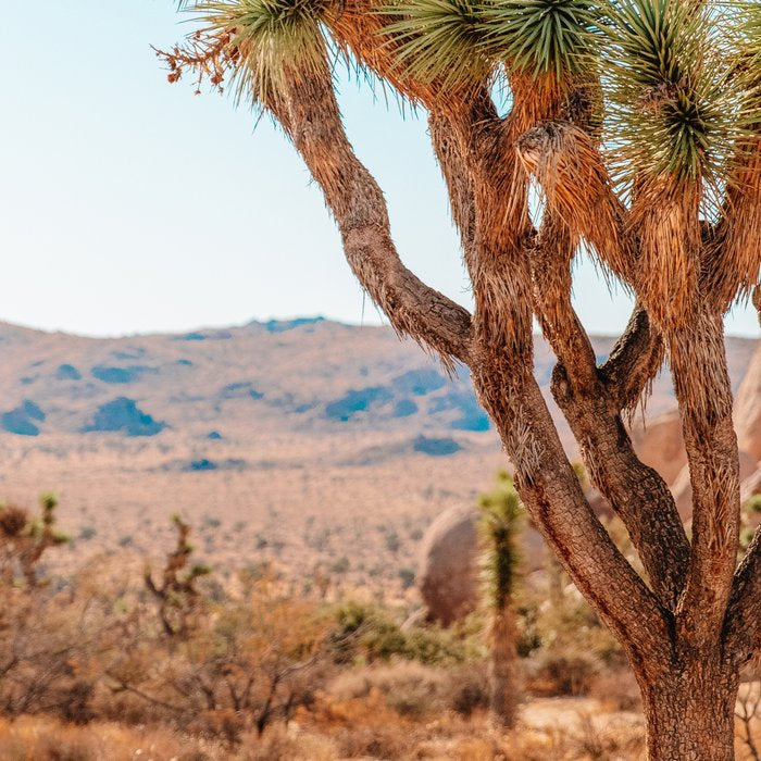 Joshua Tree Coffee Mug Gallery Image 2