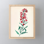  Cardinal flower by Clarissa Munger Badger, 1859 (benefitting The Nature Conservancy) Mini Art Print Gallery Image 1