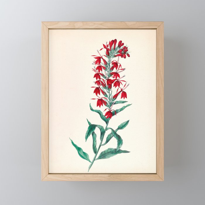  Cardinal flower by Clarissa Munger Badger, 1859 (benefitting The Nature Conservancy) Mini Art Print Gallery Image 1