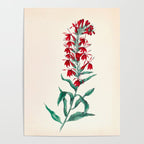  Cardinal flower by Clarissa Munger Badger, 1859 (benefitting The Nature Conservancy) Poster Gallery Image 4