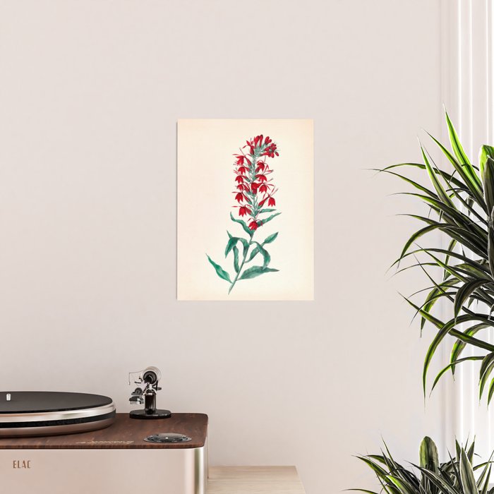  Cardinal flower by Clarissa Munger Badger, 1859 (benefitting The Nature Conservancy) Poster Gallery Image 2
