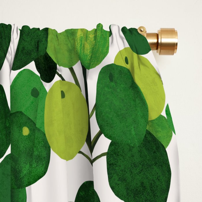 Pilea Peperomioides interior plant Window Curtain Gallery Image 2