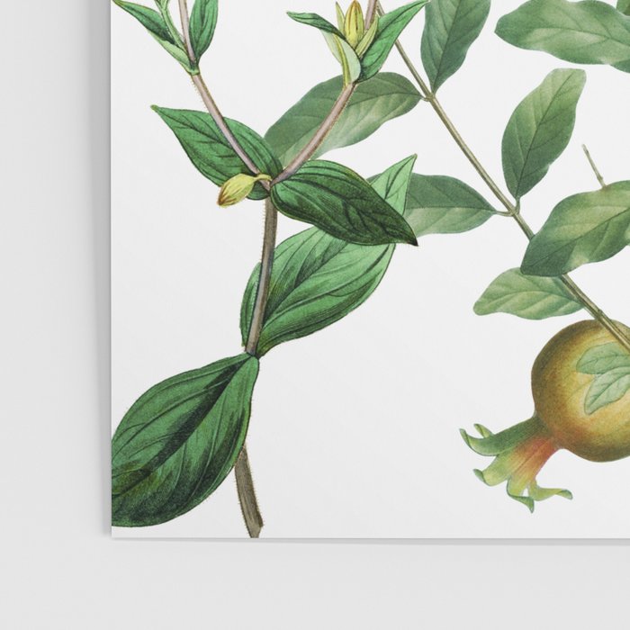 Rousing Red Botanical Poster Gallery Image 3