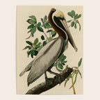 Brown Pelican, Birds of America by John James Audubon Poster Gallery Image 4