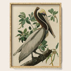 Brown Pelican, Birds of America by John James Audubon Serving Tray Gallery Image 1