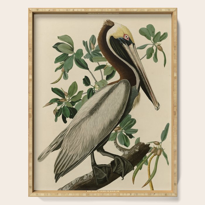 Brown Pelican, Birds of America by John James Audubon Serving Tray Gallery Image 1