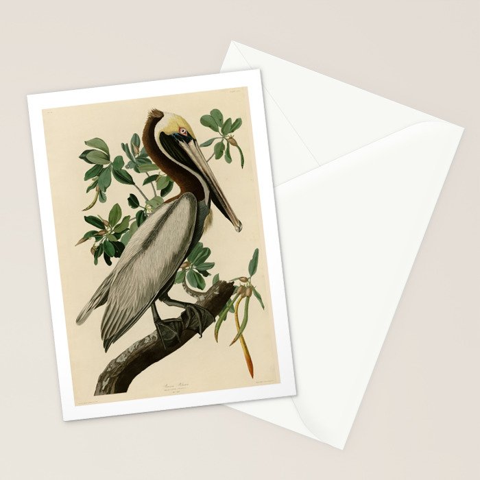 Brown Pelican, Birds of America by John James Audubon Stationery Card Gallery Image 2