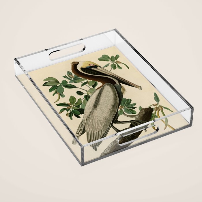 Brown Pelican, Birds of America by John James Audubon Acrylic Tray Gallery Image 1