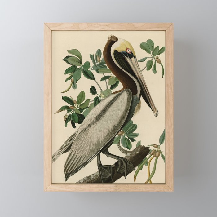 Brown Pelican, Birds of America by John James Audubon Mini Art Print Gallery Image 1