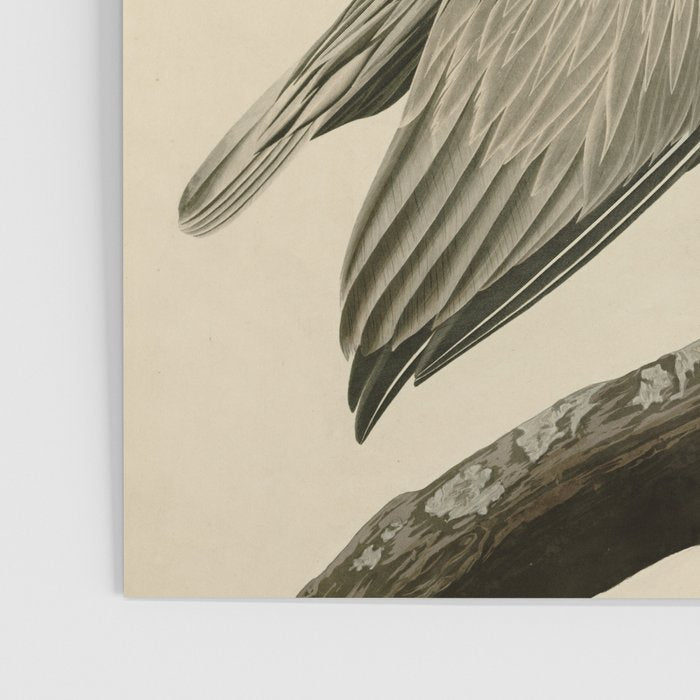 Brown Pelican, Birds of America by John James Audubon Poster Gallery Image 3